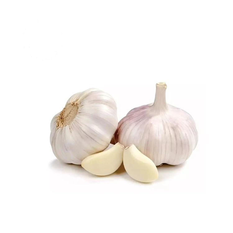 Prémiový pevný a kyprý normálny biely cesnak