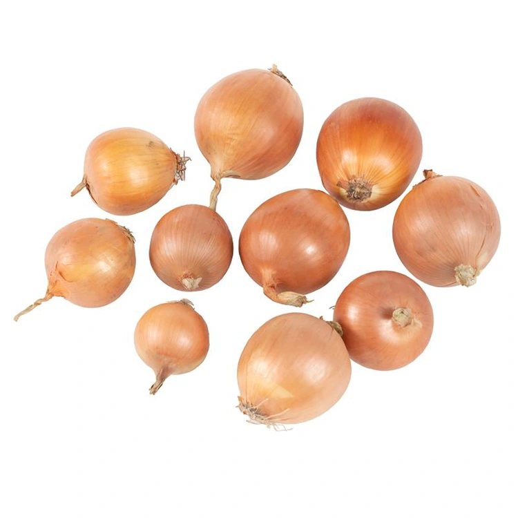 Prémiová čerstvá žltá cibuľa