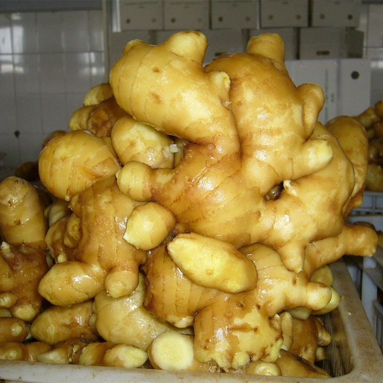 Pikantný čerstvý aromatický zázvor